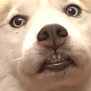 Meet your Posher, Tabitha